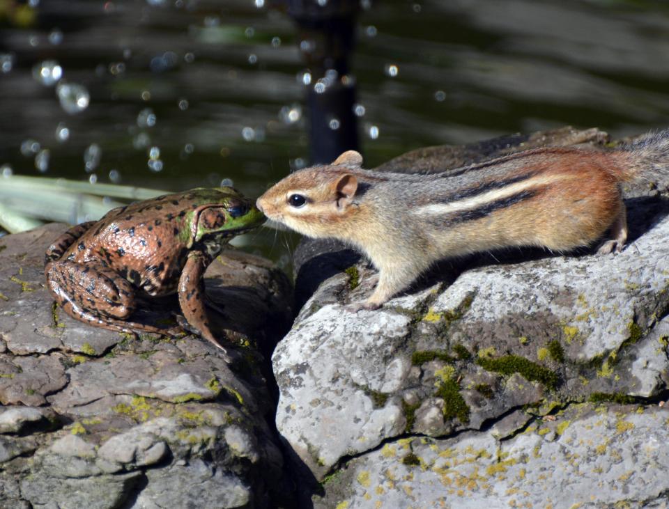 selected-entries-for-comedy-wildlife-photography-a